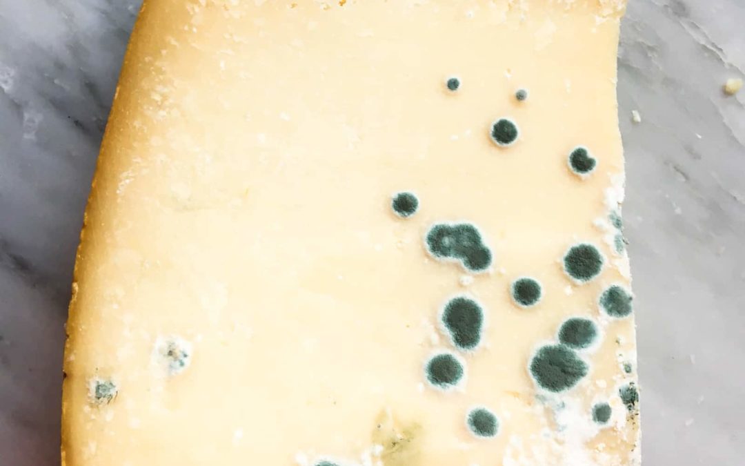 ¿El moho/hongo que crece en el queso es peligroso?